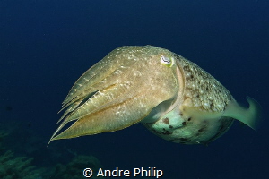 "Curious" - A broadclub cuttlefish (Sepia latimanus) by Andre Philip 